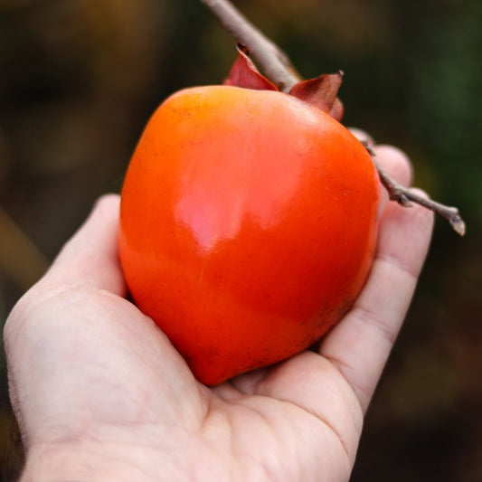 Dwarf Persimmon - Wright’s Favourite - astringent