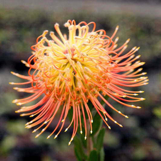 Leucospermum - Phoenix Rising