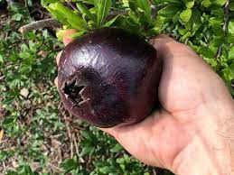 Pomegranate Black