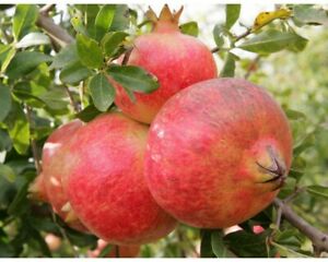 Pomegranate Gayusha Rosavaya