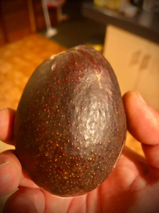 Avocado Ramona (A type) 2l