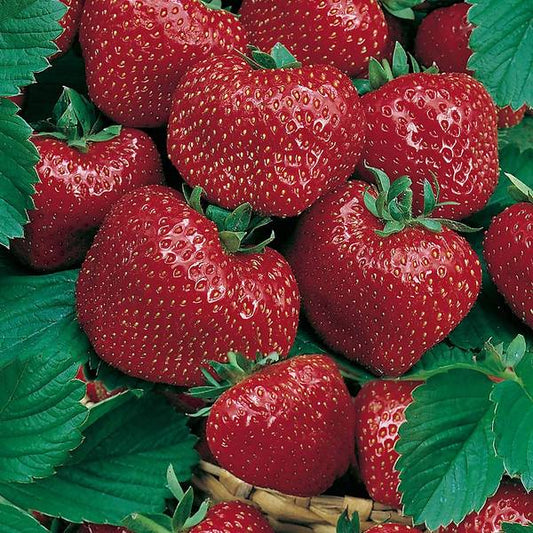 Strawberry - Red Gauntlet