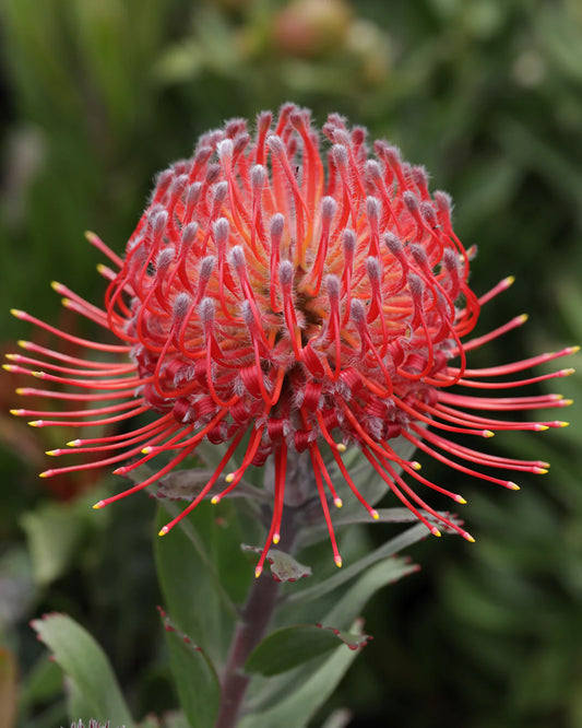 Leucospermum - Red Phantom