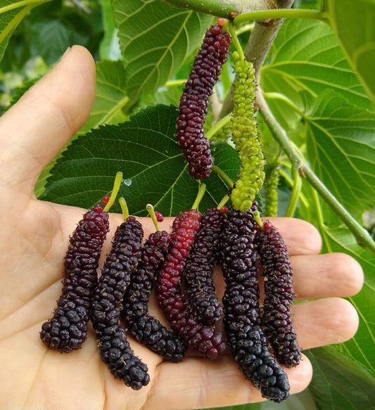 Mulberry Red Shahtoot Dwarf 5L