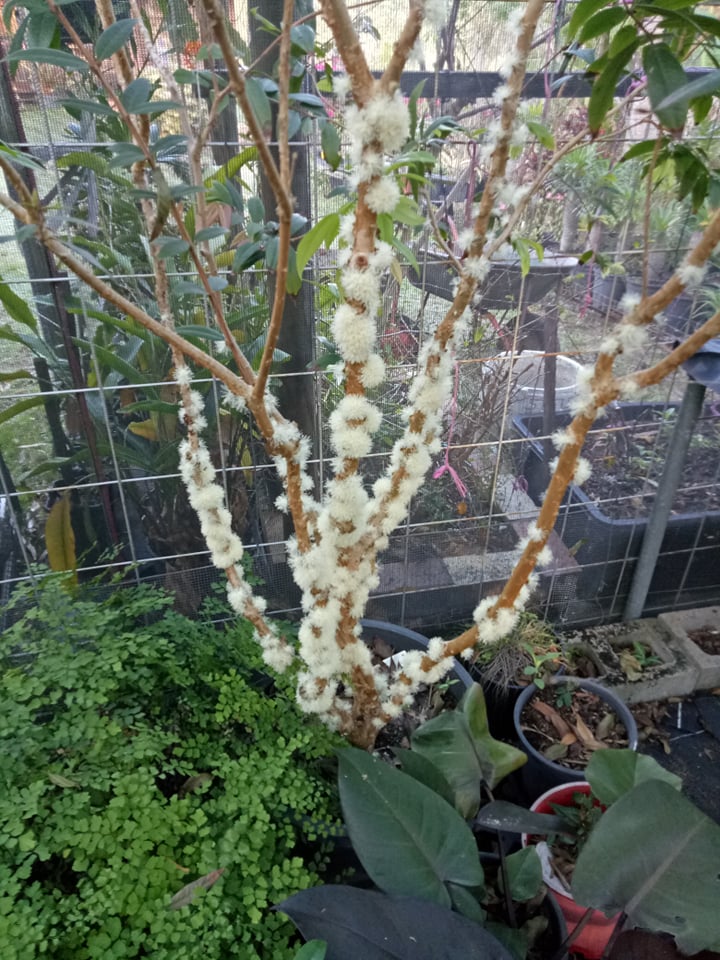 Jaboticaba Phitrantha Costada Advanced