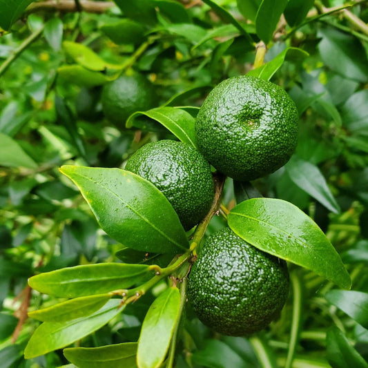 Australian Round lime Grafted (QLD ONLY)