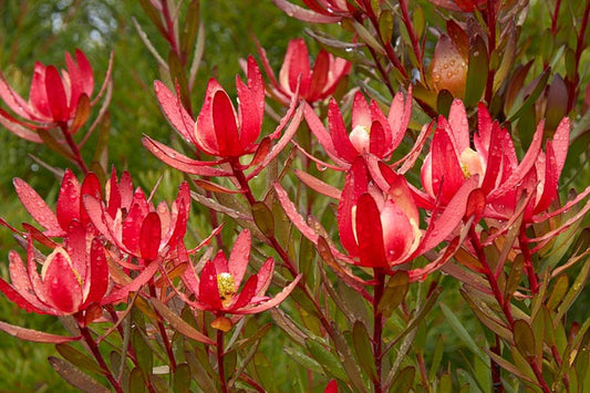 Leucadendron - Safari Sunset