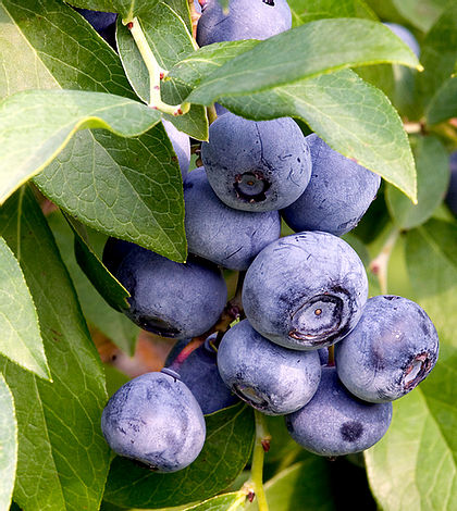 Blueberry Sharpe Blue