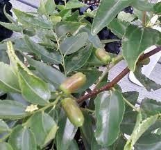 Jujube - Tiger Tooth Early