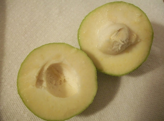 White Sapote - Smathers Grafted 5l