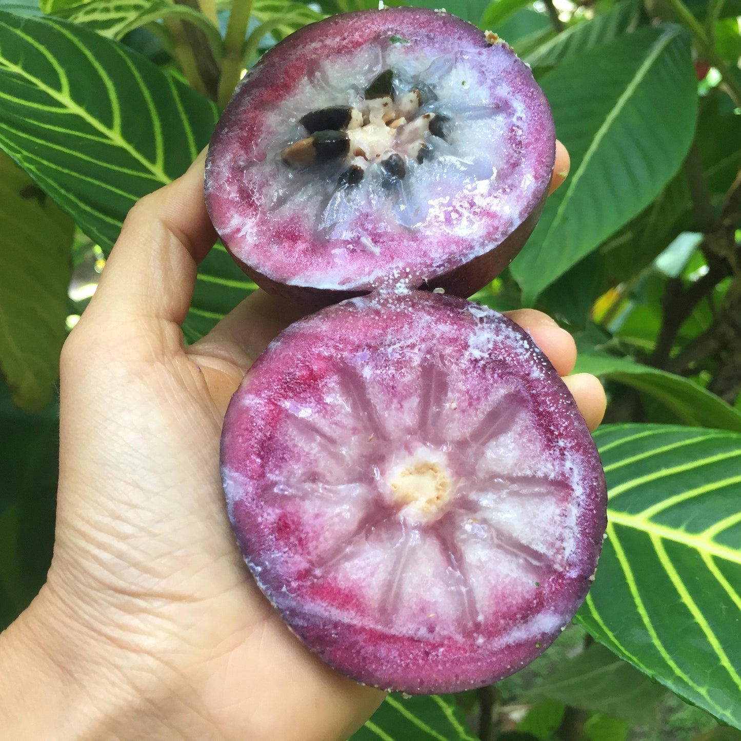 Star apple