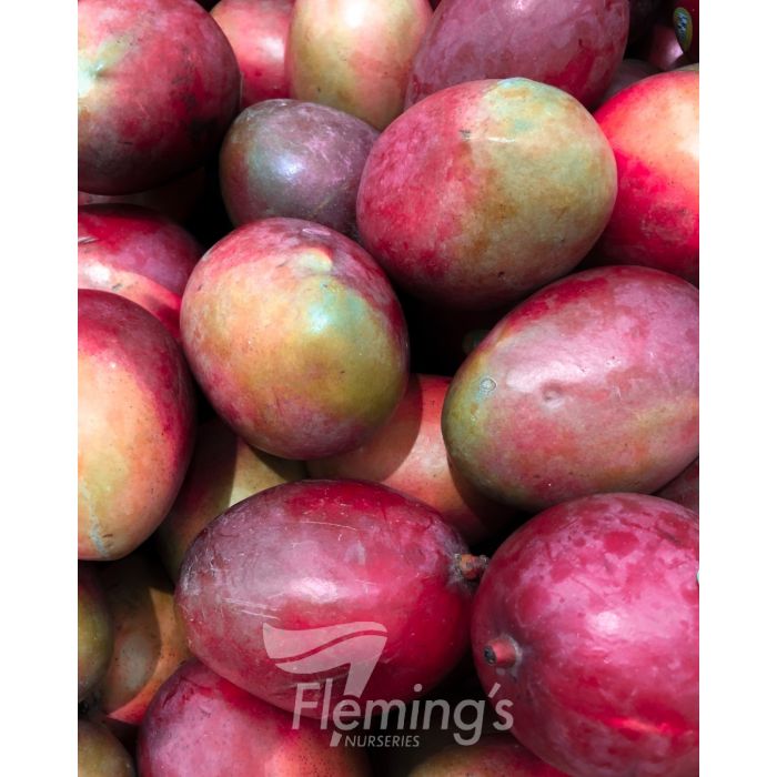 Buy Grafted Mango Trees online - Delivered to your door! – Ross Creek ...