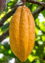Cacao Theobroma