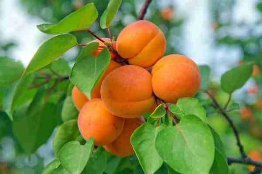 Apricot - Trevatt Dwarf