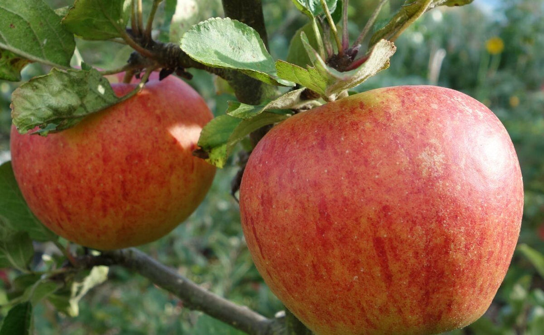 Apple Tropic Sweet 5l Ross Creek Tropicals