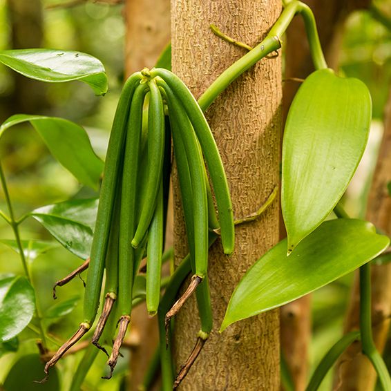 Vanilla – Ross Creek Tropicals