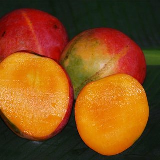 Mango - Willard