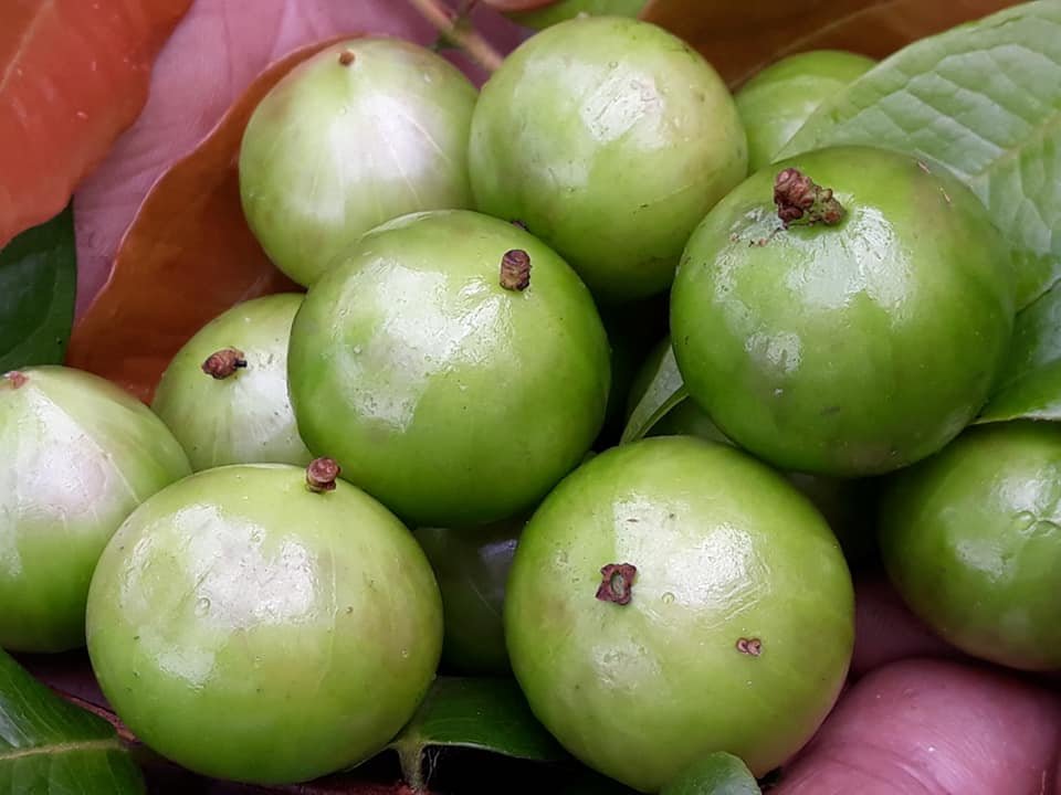 Jaboticaba White - Plinia aureana