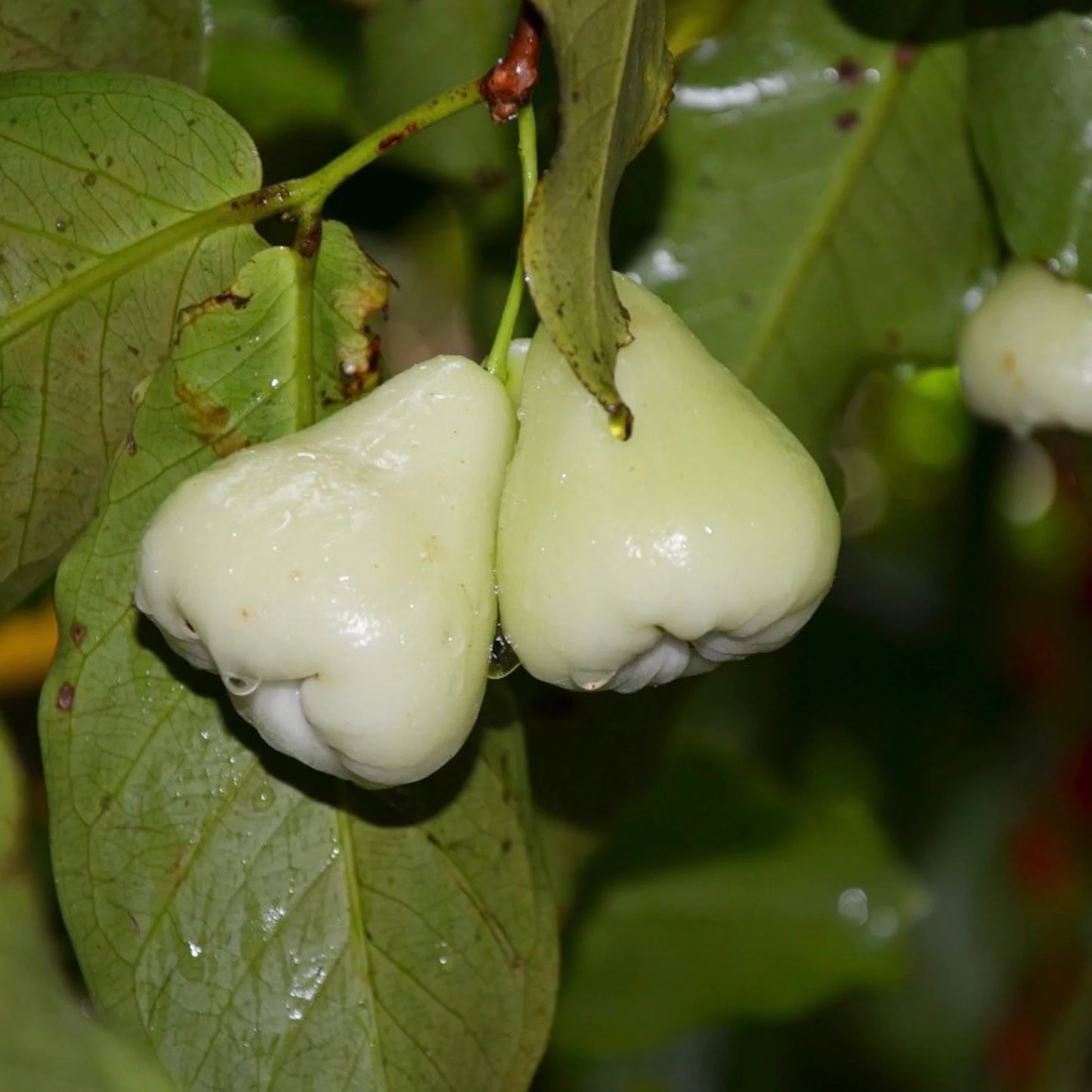 Wax Jambu - White