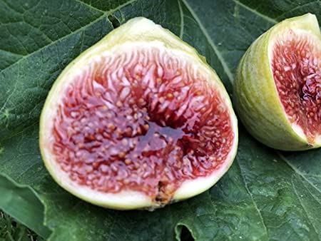 Fig - White adriatic