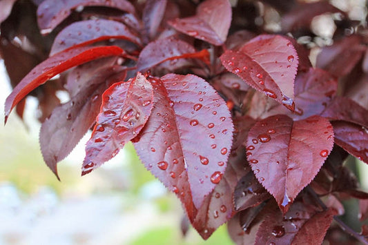 Plum - Yarrahapinni Blood