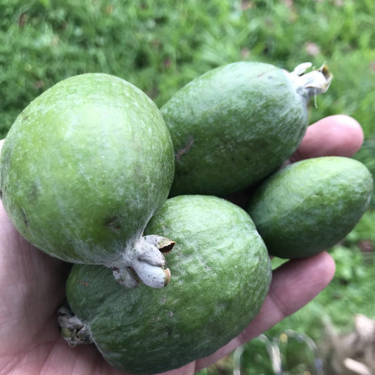 Feijoa Mammoth 5l