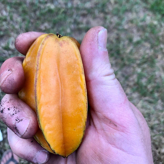 Star fruit Arkin