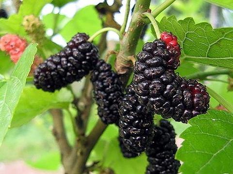 Mulberry Black