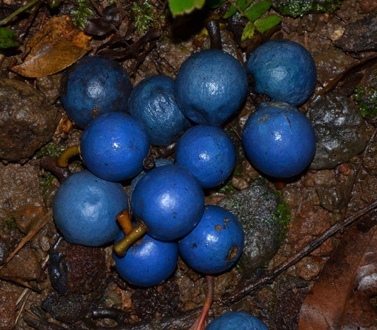 Blue Quandong