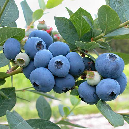 Blueberry - Biloxi