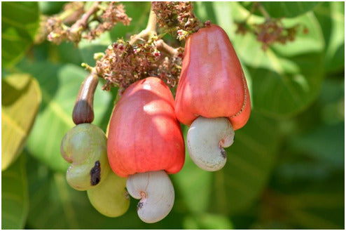 Cashew Nut 2l