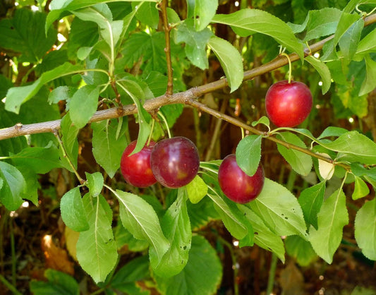 Plum Cherry-Plum 8-1
