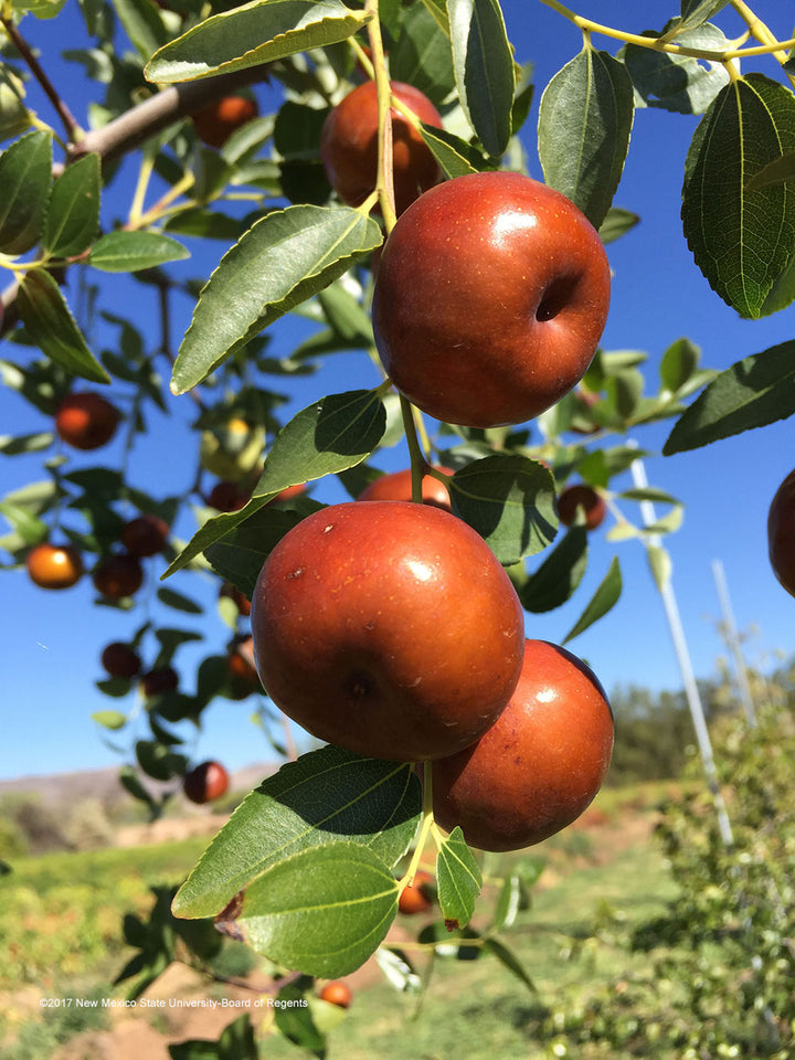 Buy Jujube Trees Online - Delivered to your door! – Ross Creek Tropicals