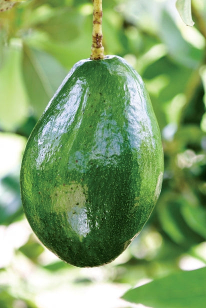 Avocado Choquette (A Type) 1L