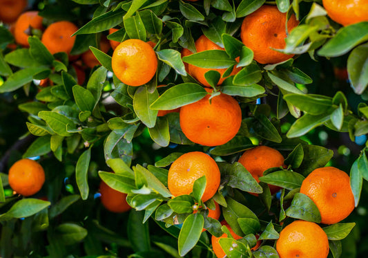 Mandarin - Nules Clementine (Qld only)
