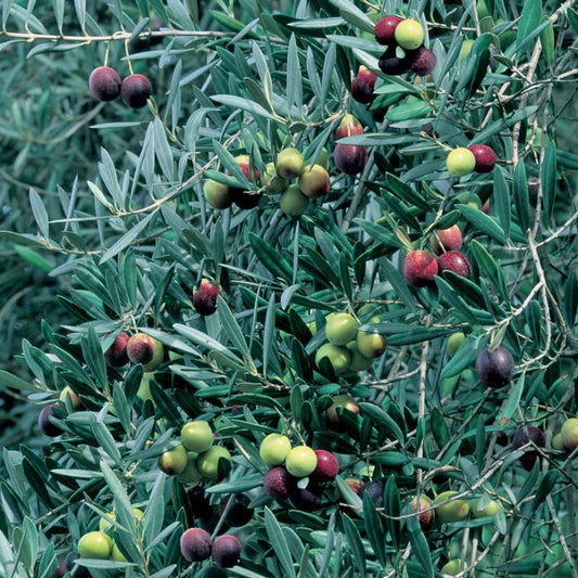 Olive Correggiola / Paragon 90mm