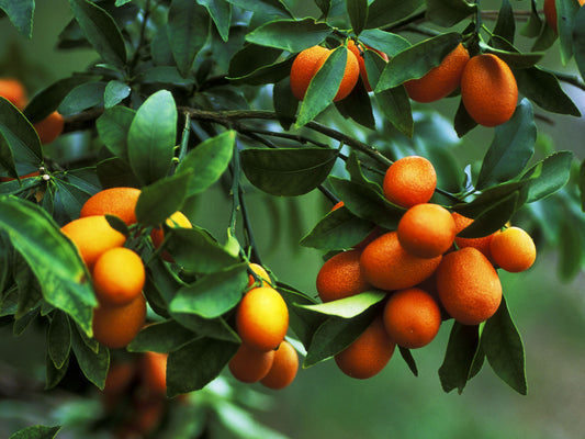 Dwarf Cumquat- Nagami (QLD ONLY)