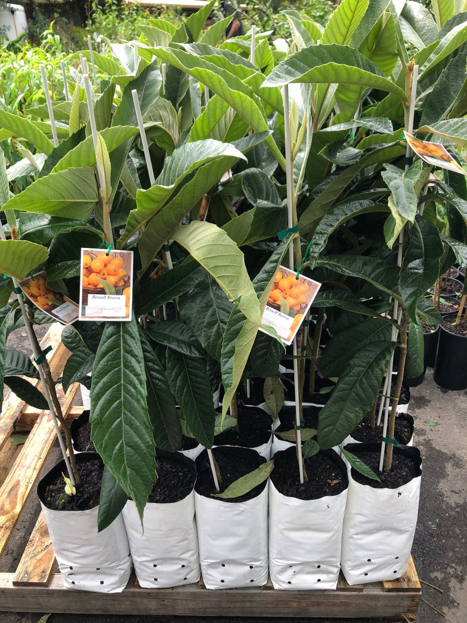 Loquat Tree Seattle Buy Loquat Fruit trees - Delivered to your door! – Ross Creek Tropicals