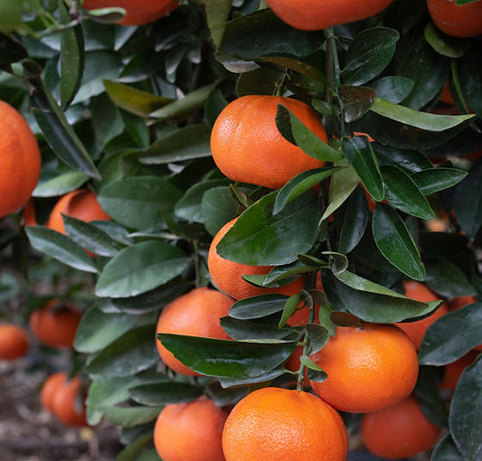 Mandarin- DWARF Ellendale (Qld only)