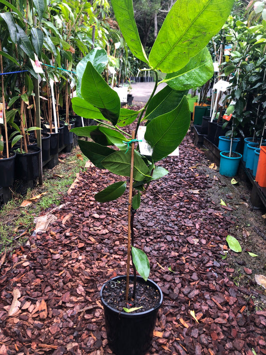 Black Sapote Maher