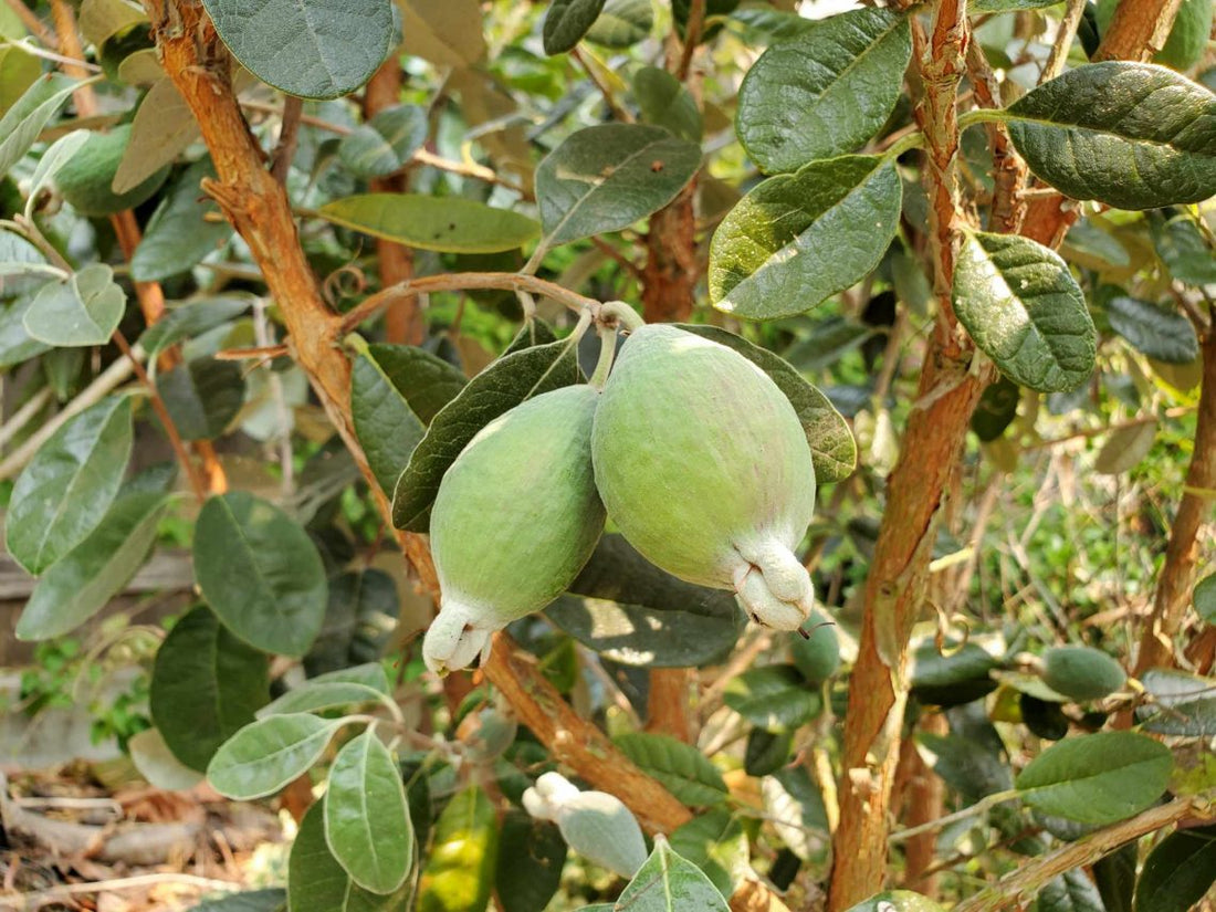 Feijoa – Ross Creek Tropicals