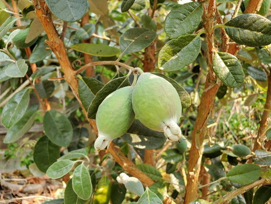 Feijoa