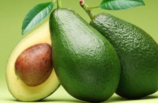 Avocado Fuerte (B Type) 2L