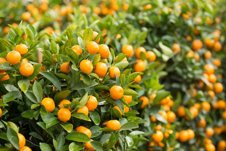 Cumquat- Hong Kong (QLD ONLY)