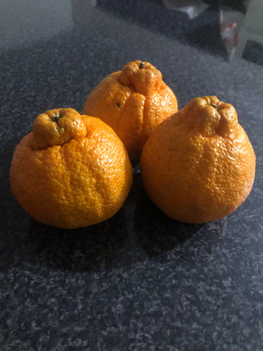 Mandarin- Shiranui  (Qld only)