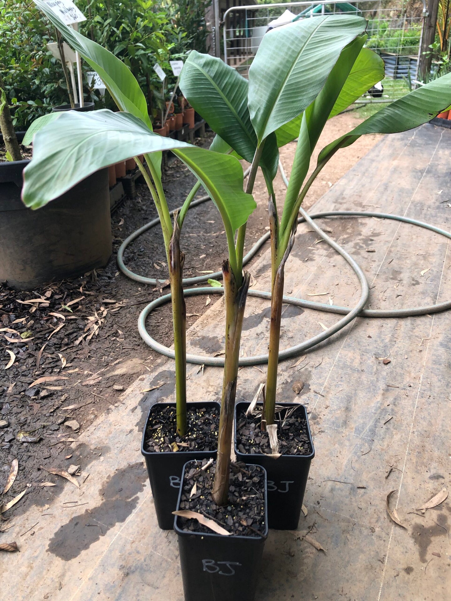 Banana Blue Java 4l (QLD ONLY)
