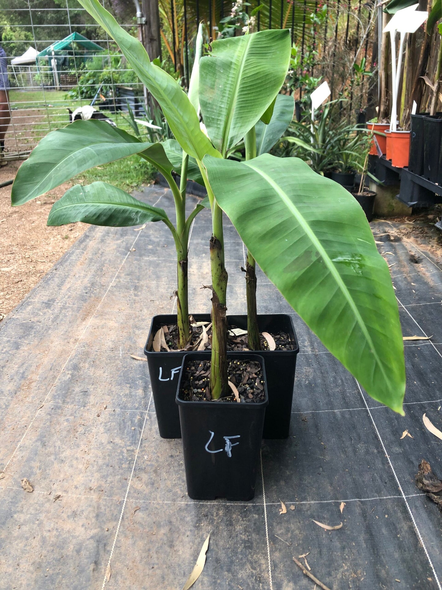 Banana lady finger 4l (QLD ONLY)