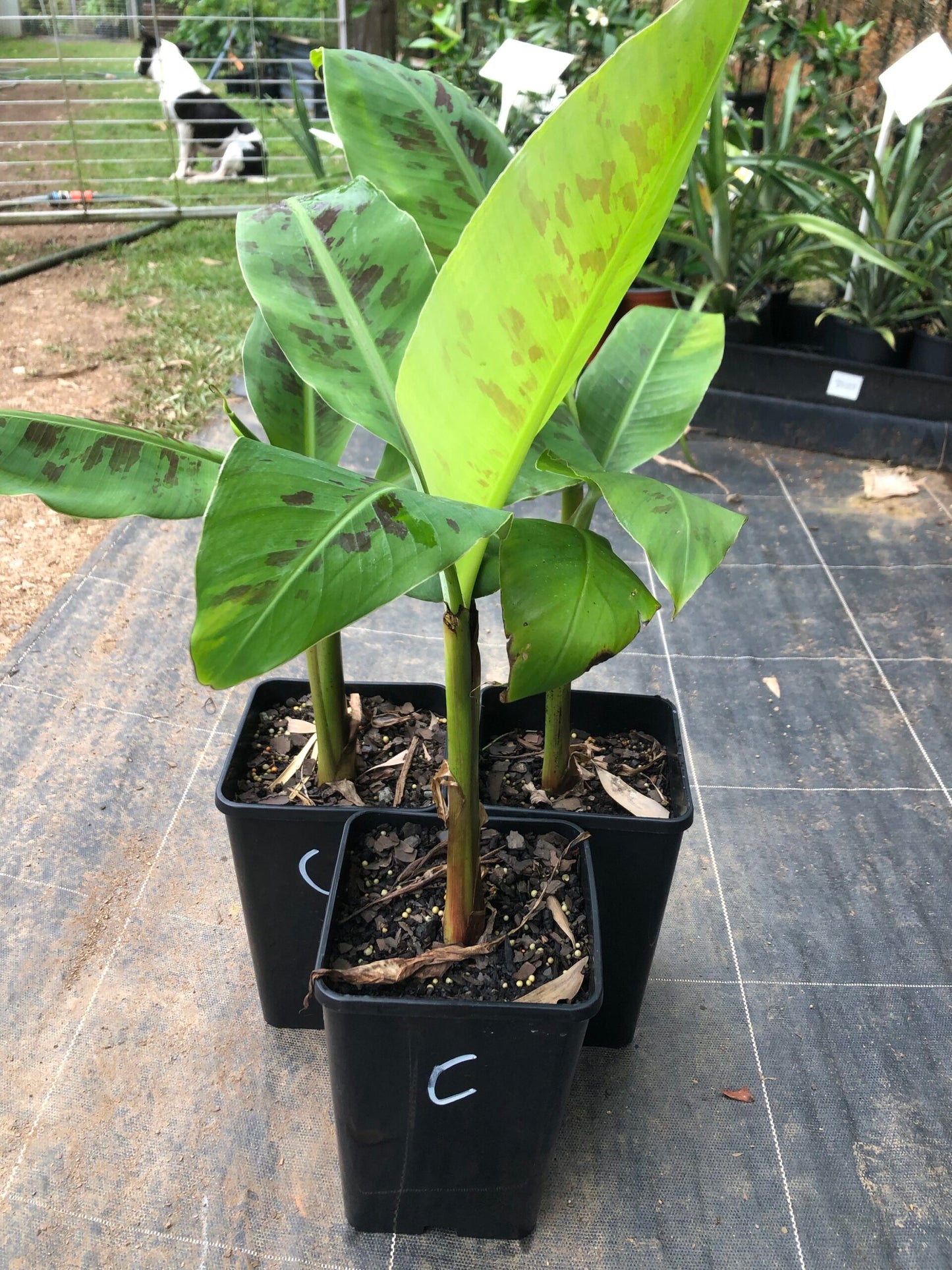 Banana Cavendish 4l (QLD ONLY)