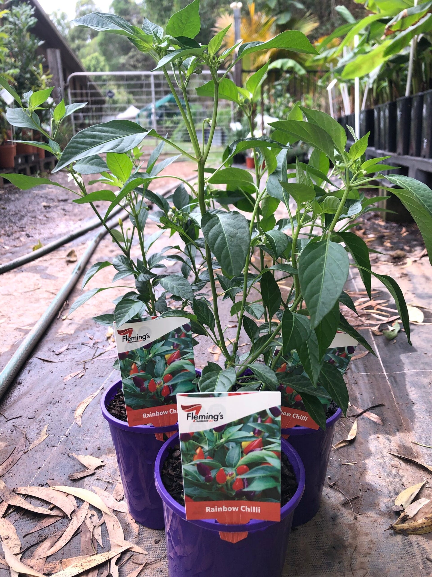 Rainbow Chilli