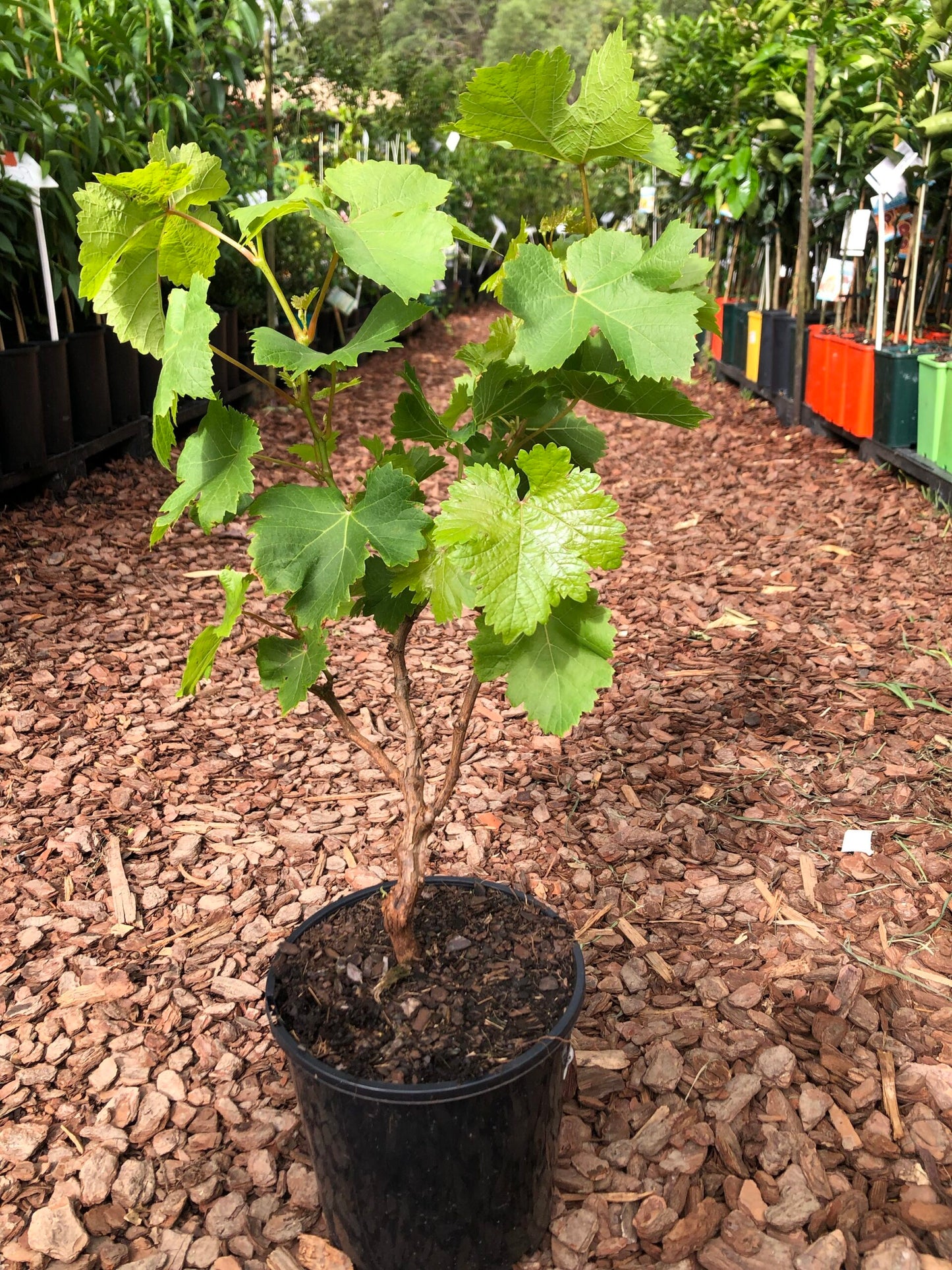 Grape Flame Seedless QLD ONLY